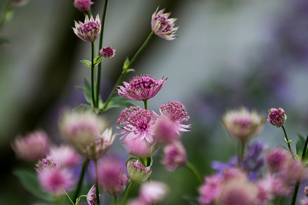 Sommerbunt