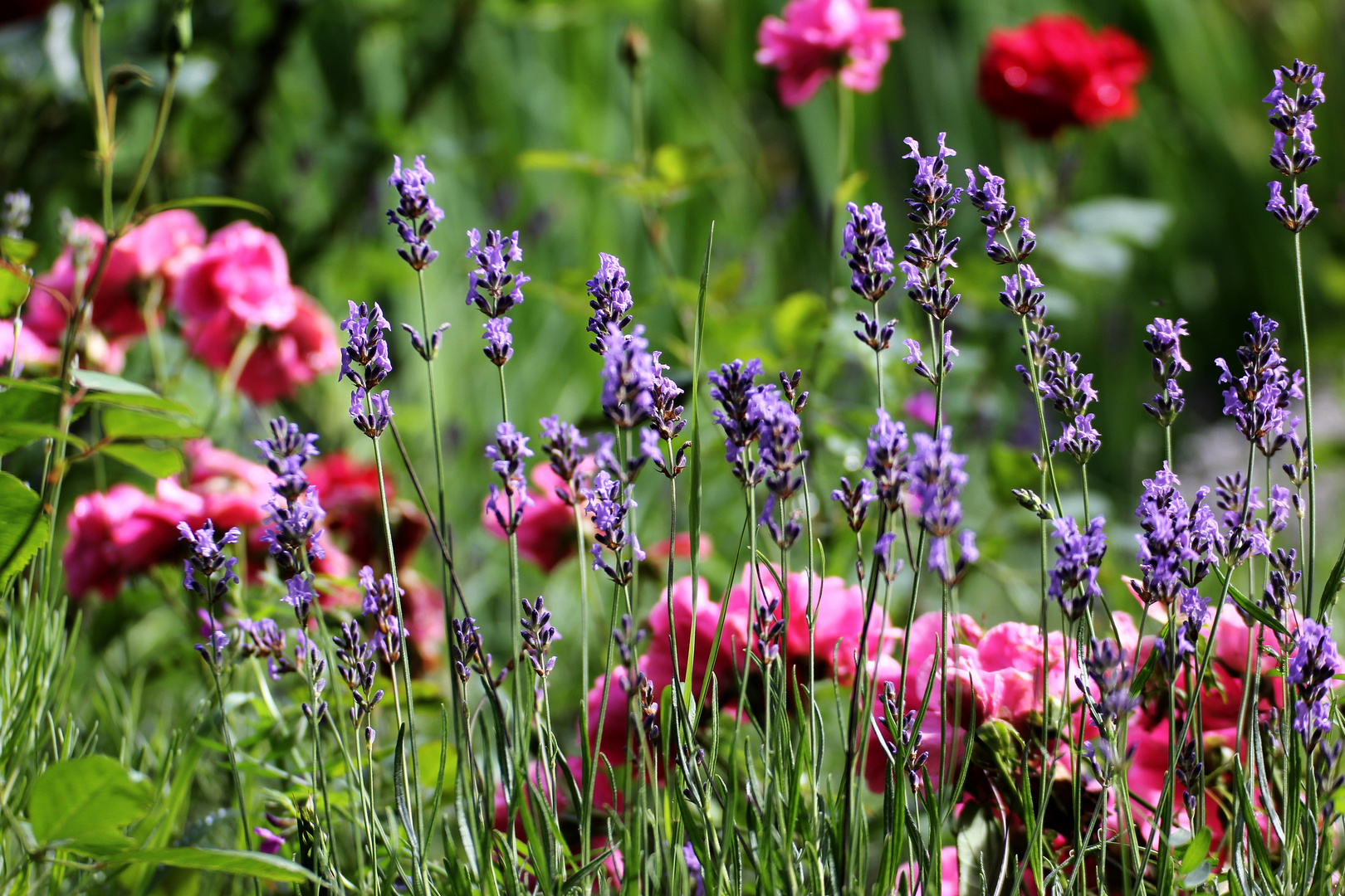 Sommerbunt