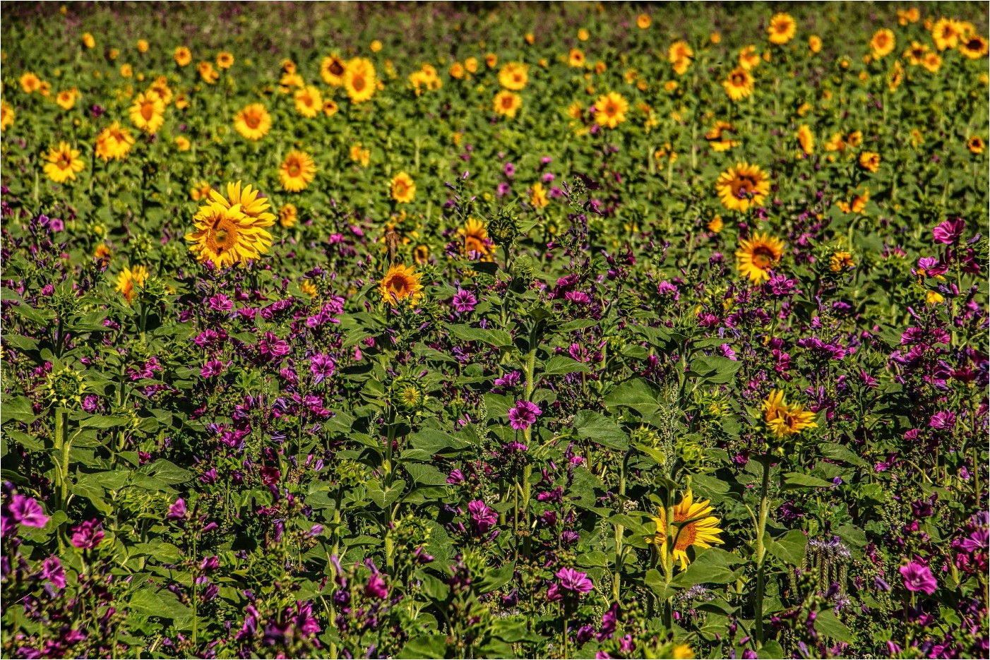 Sommerbunt