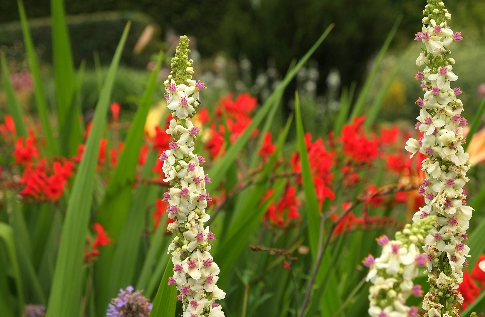 Sommerbunt