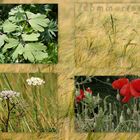sommercollage