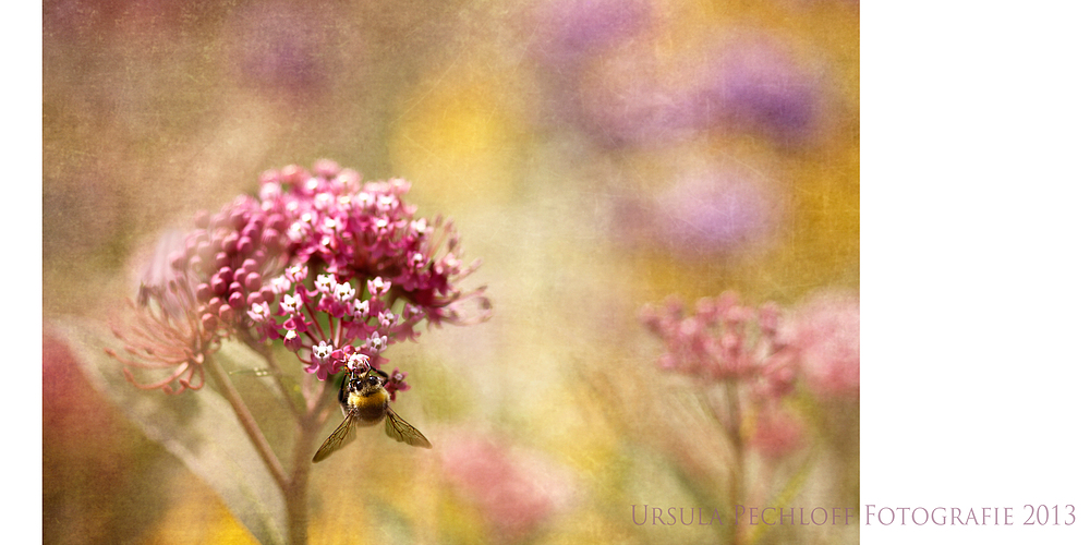 Sommerduft