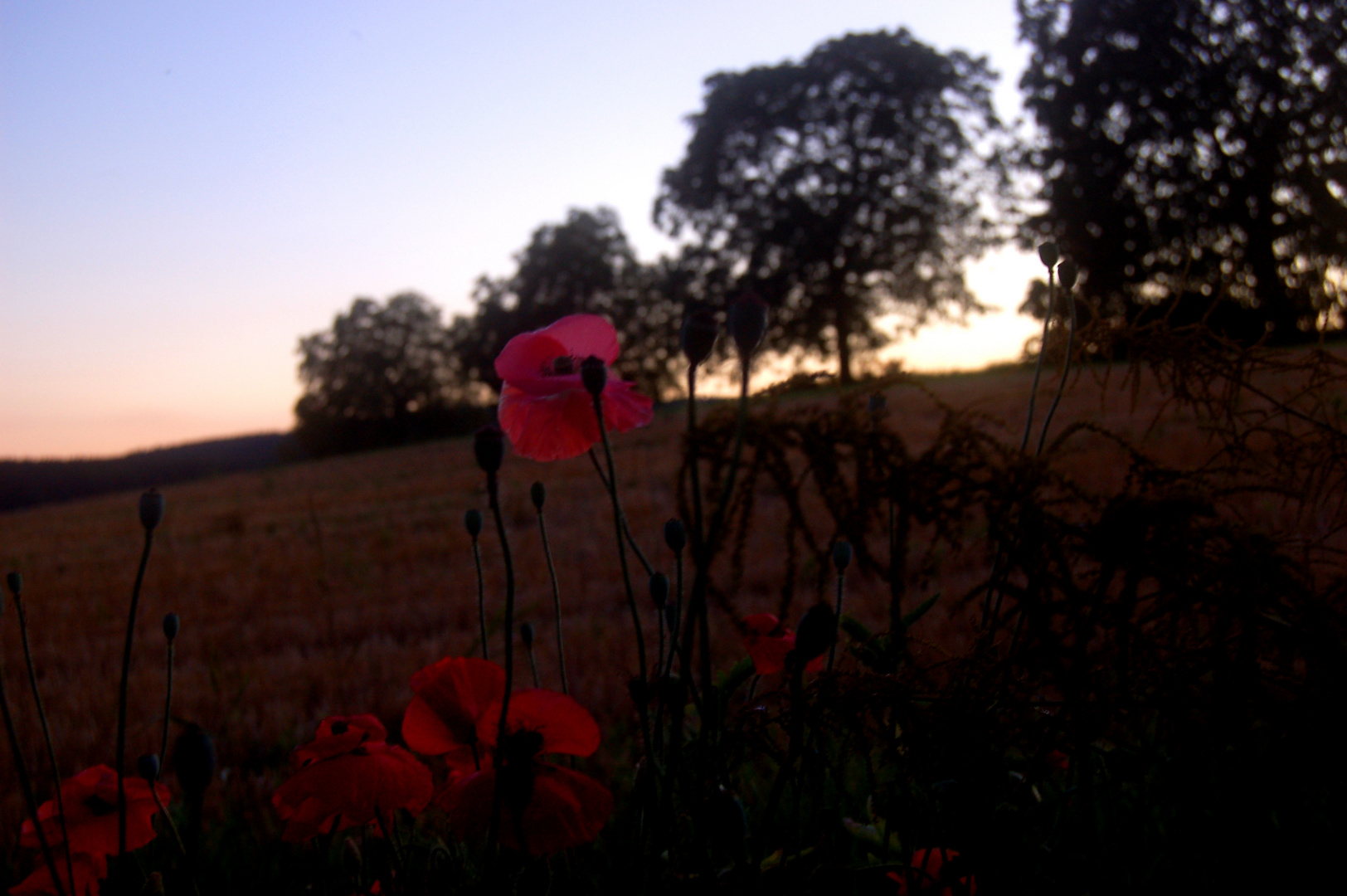 Sommerdunst