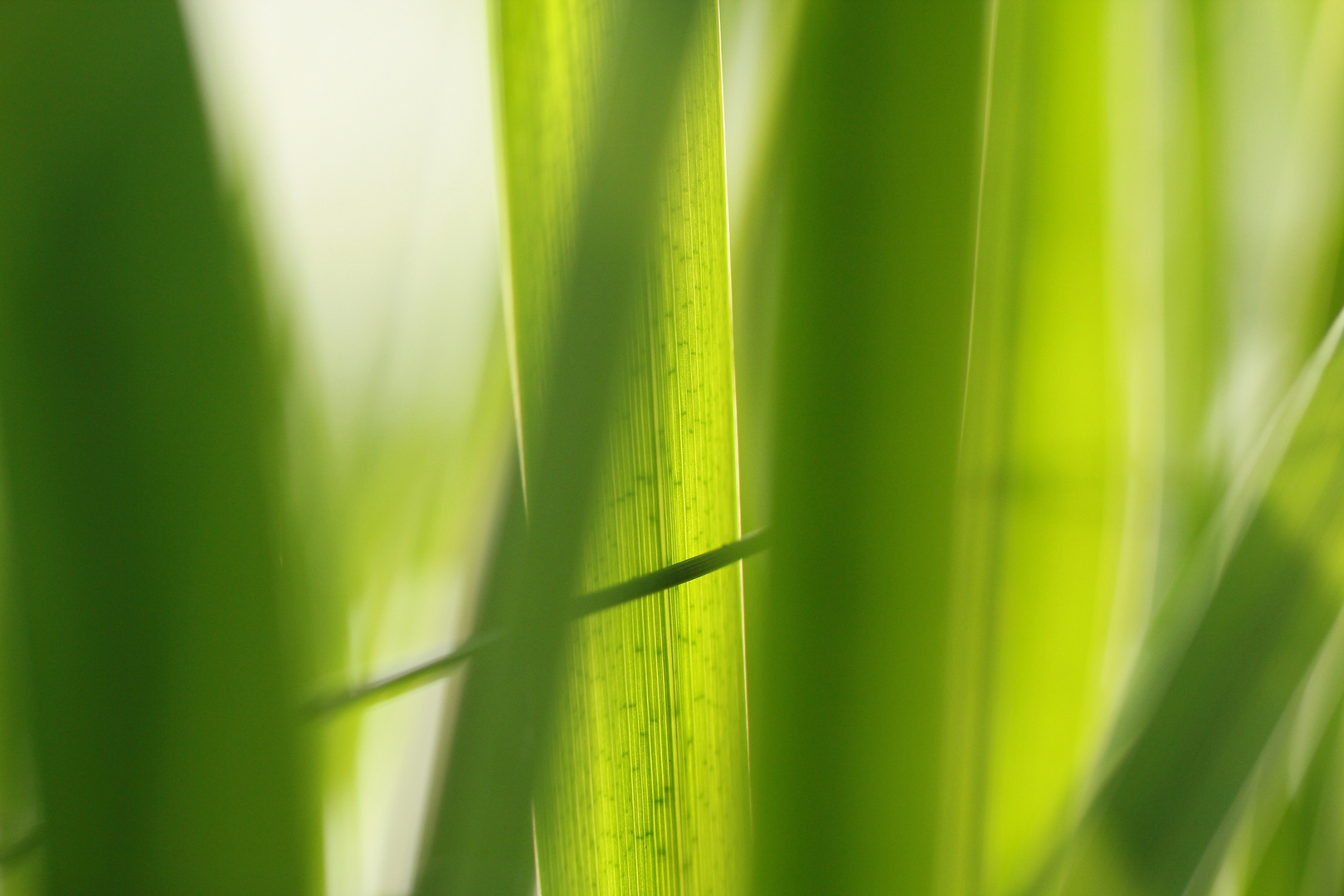 Sommer:Erinnerung