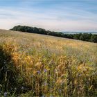 Sommererinnerungen: Blaue Landschaft