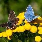 Sommererinnerungen: Himmelblaue Bläulinge - Sie & Er