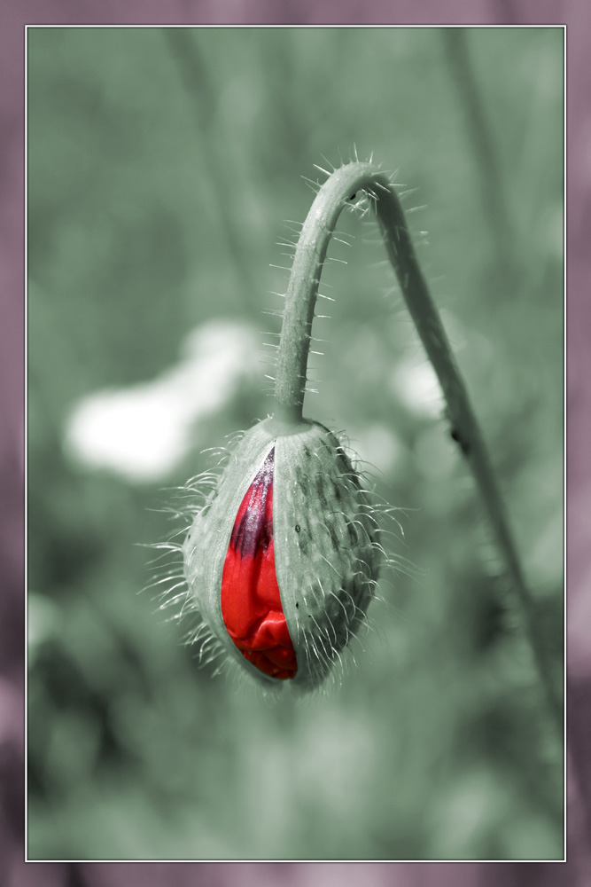 Sommererinnerungen - Mohn