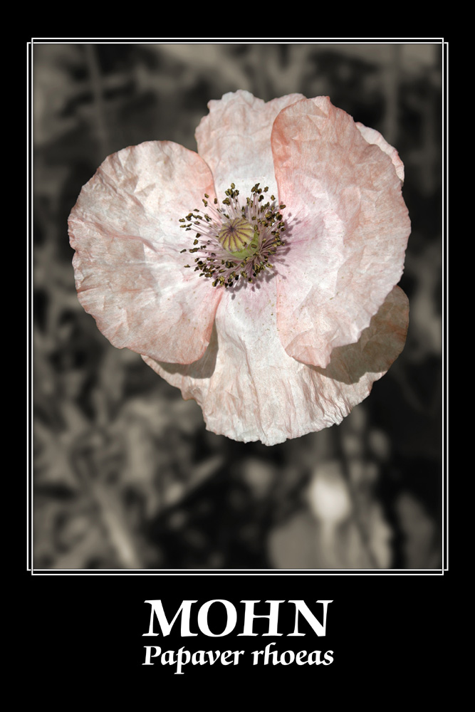 Sommererinnerungen - Mohn