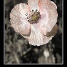 Sommererinnerungen - Mohn