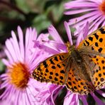 Sommererinnerungen: Silbriger oder Kleiner Perlmutterfalter (Flügeloberseite)