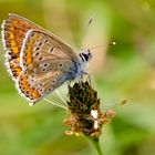 Sommererinnerungen: Sonnenröschen-Bläuling