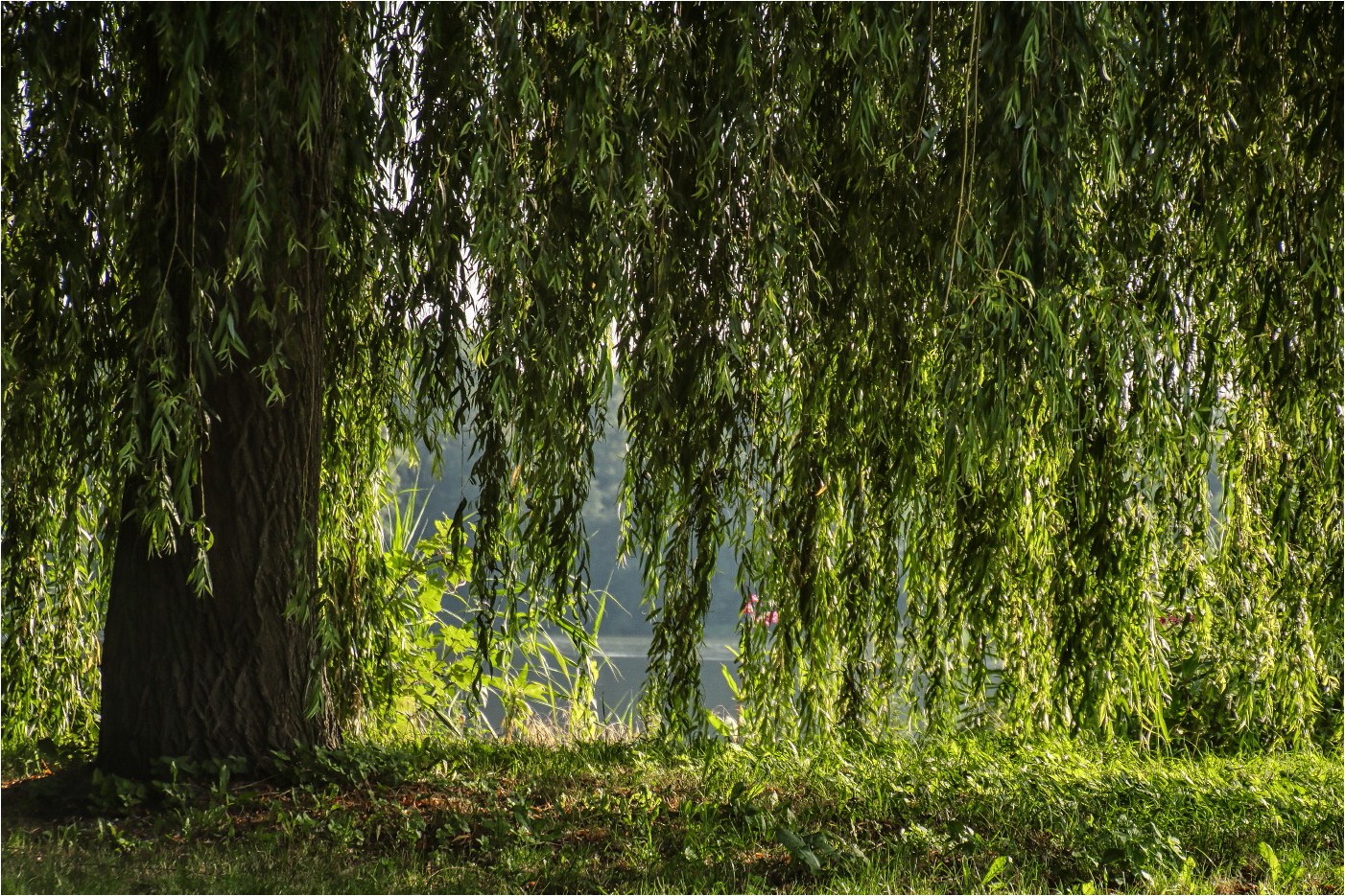 Sommererinnerungen: Verschleierung