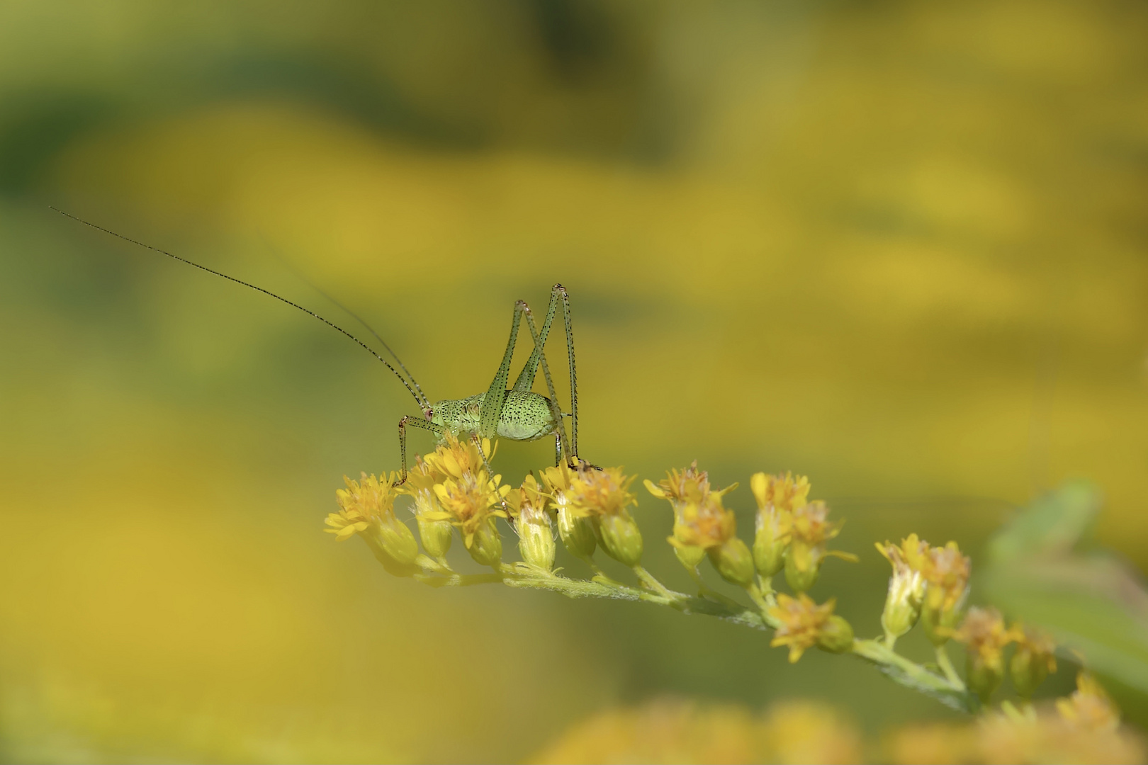 Sommerfarbe