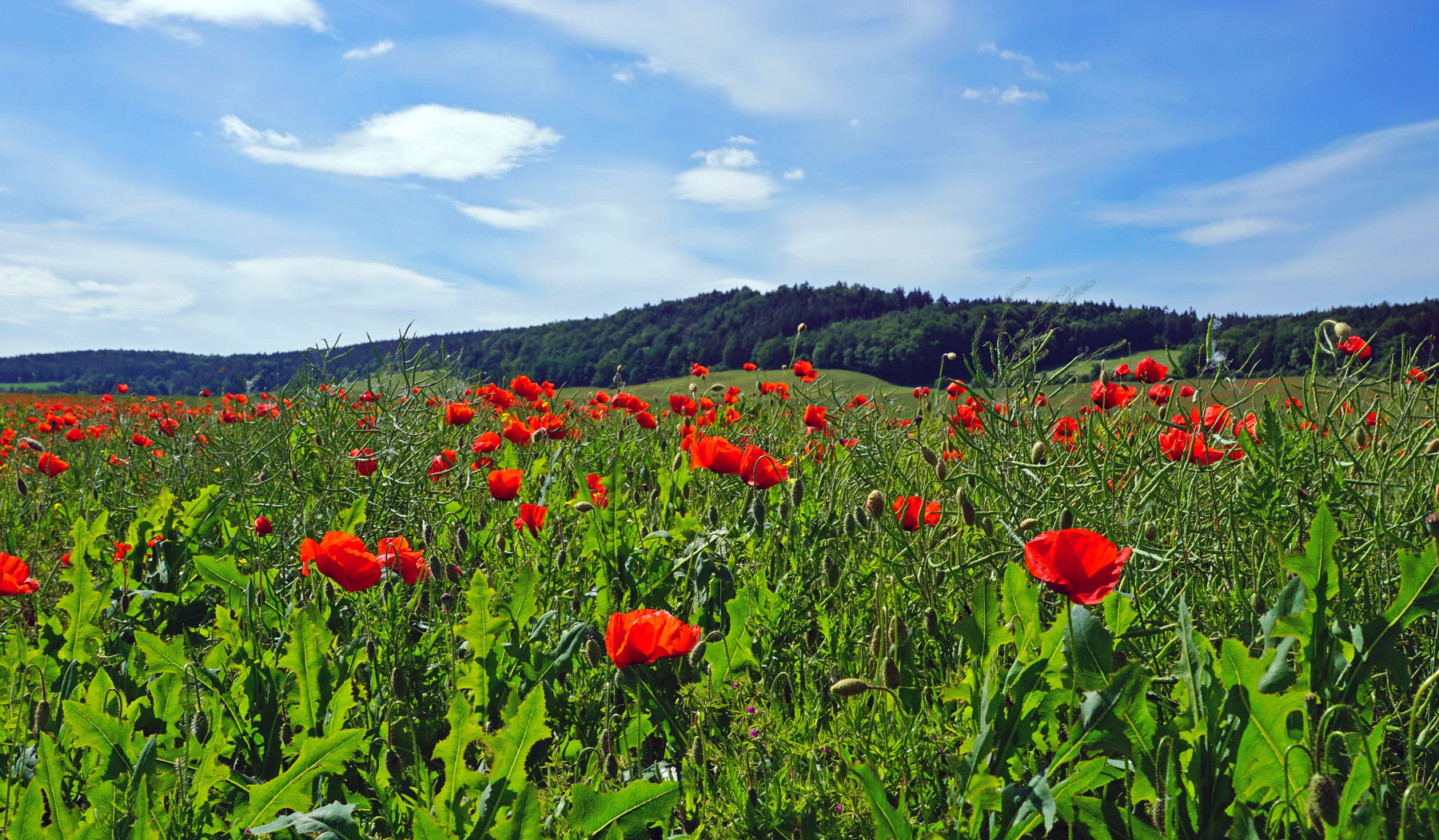 Sommerfarben