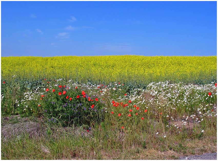 Sommerfarben