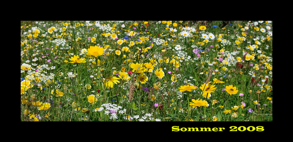 Sommerfarben 1