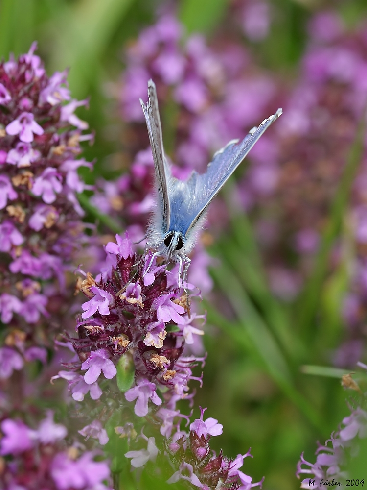 Sommerfarben