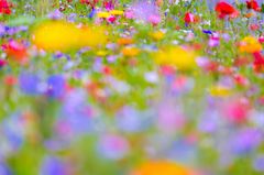 *** Sommerfarben ***
