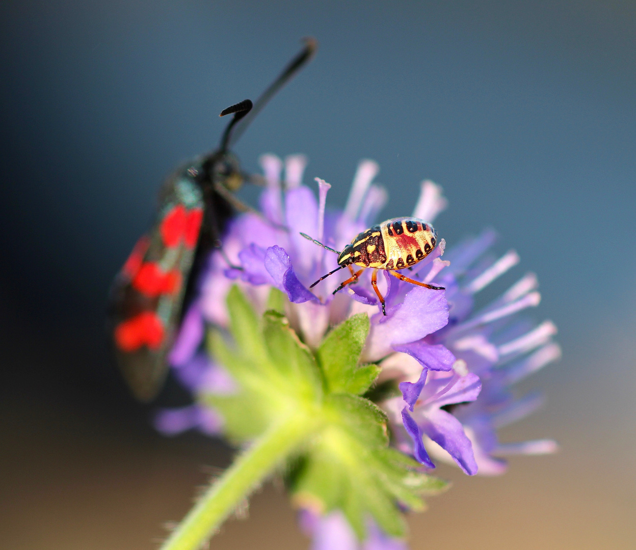 Sommerfarben