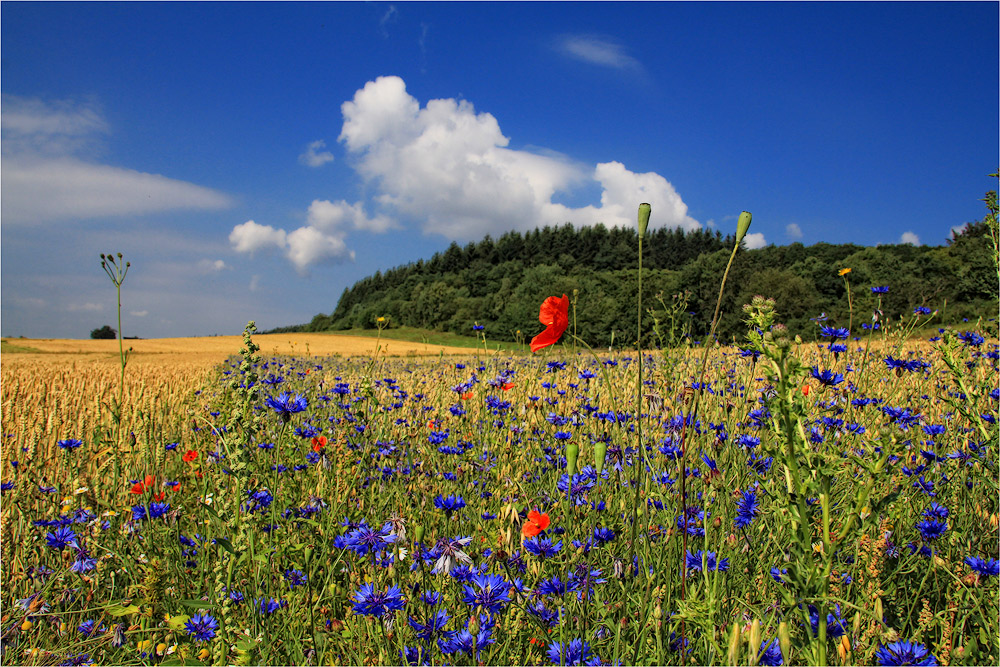 SOMMERFARBEN