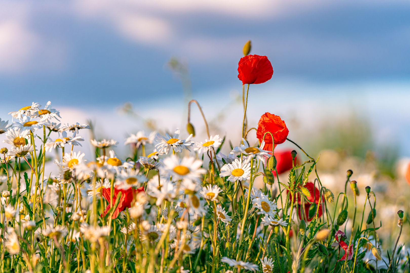 Sommerfarben 