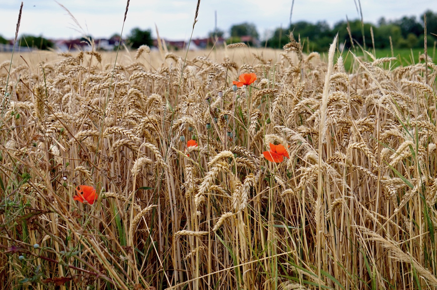 Sommerfarben