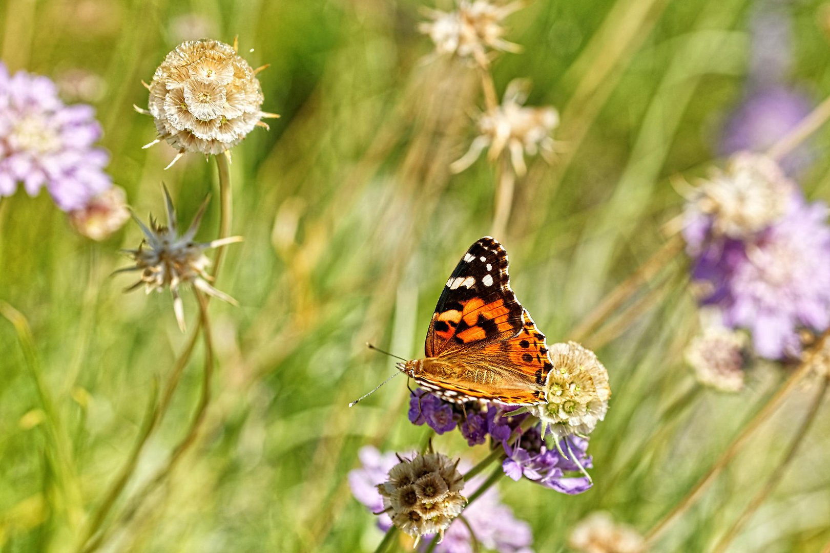 Sommerfarben