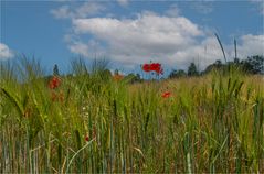 SOMMERFARBEN