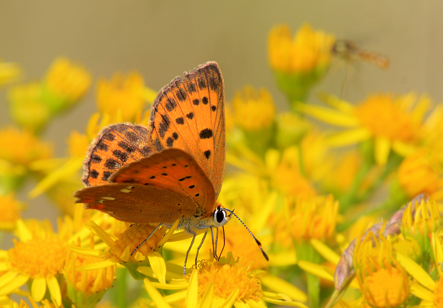 Sommerfarben