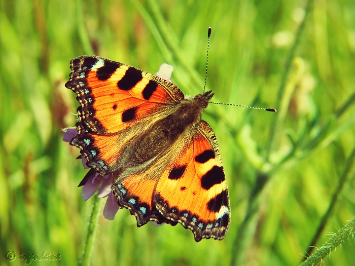 Sommerfarben