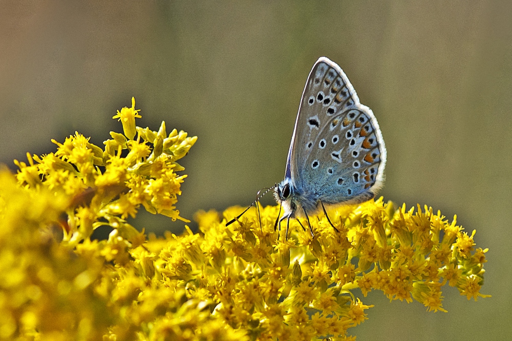 Sommerfarben