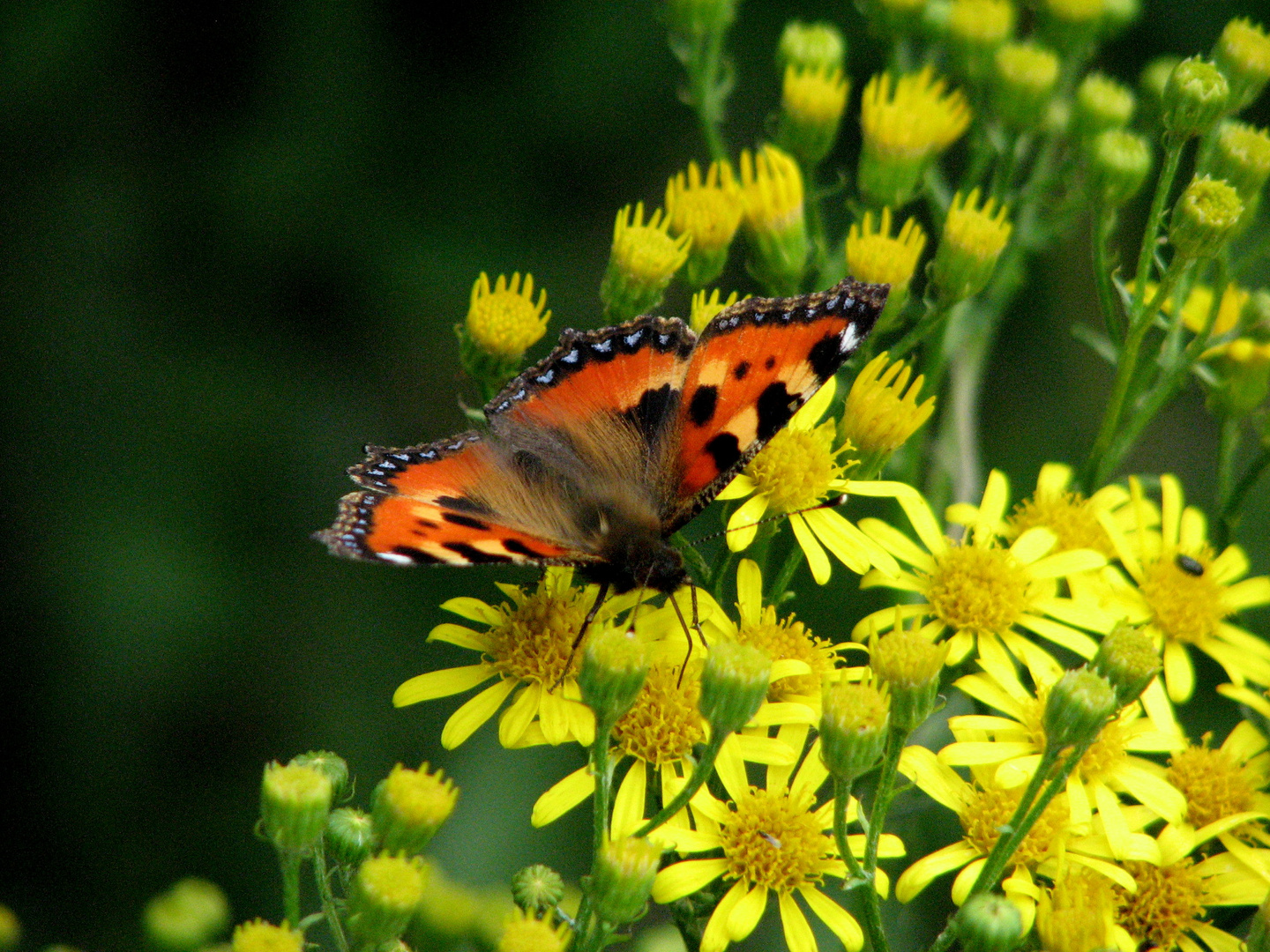 Sommerfarben