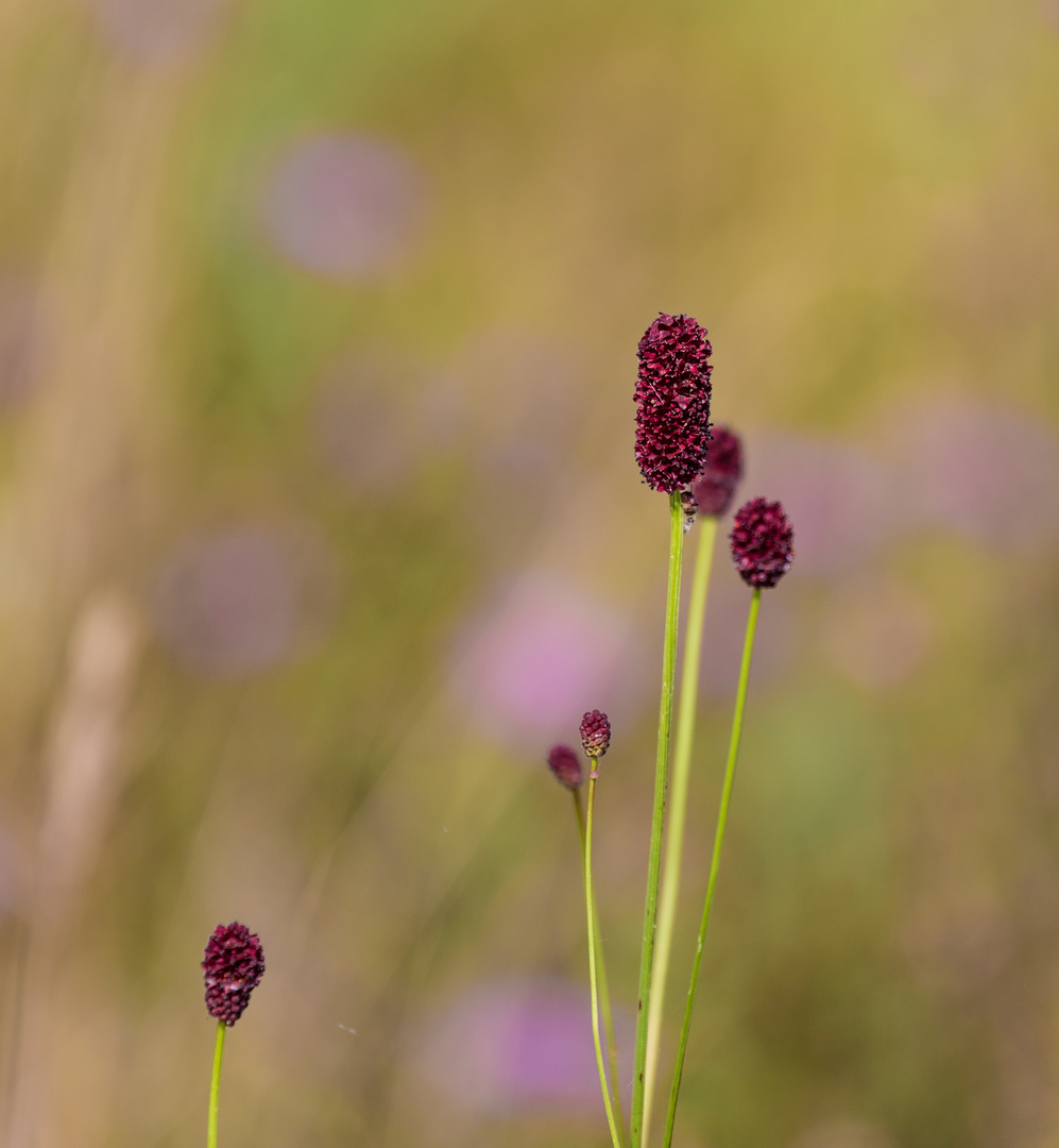 Sommerfarben