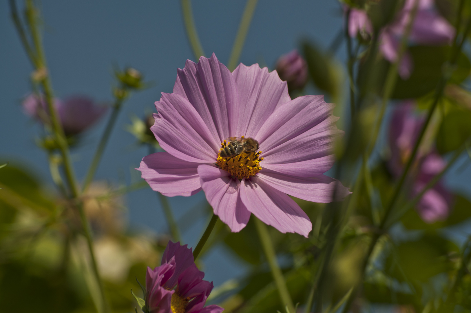 Sommerfarben