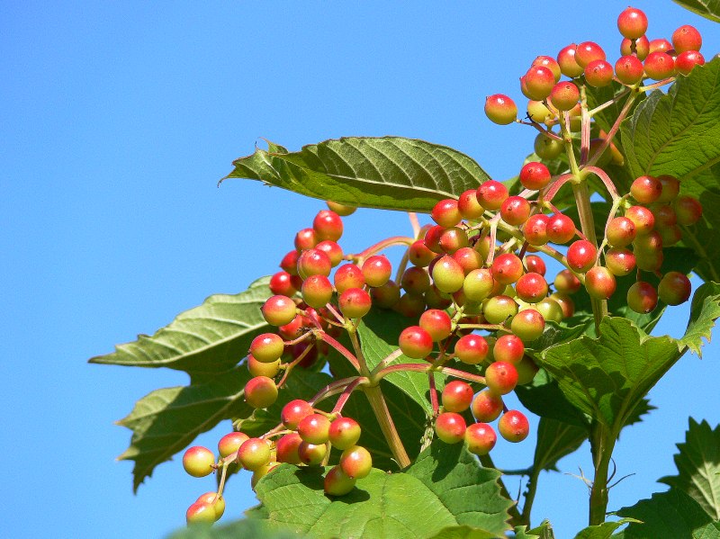 Sommerfarben von Marita Sandel