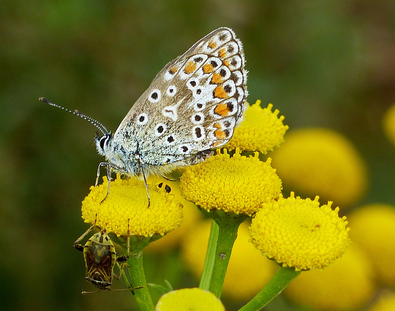 Sommerfarben