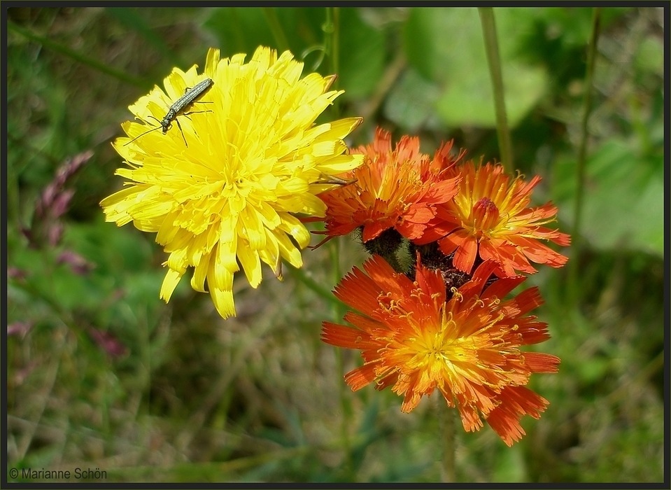 Sommerfarben