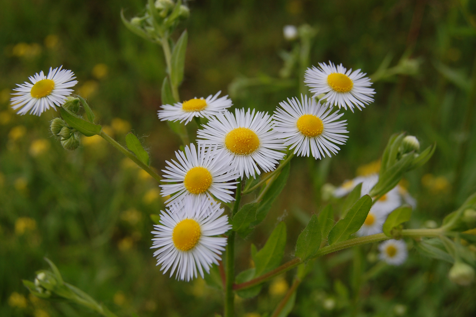 Sommerfarben