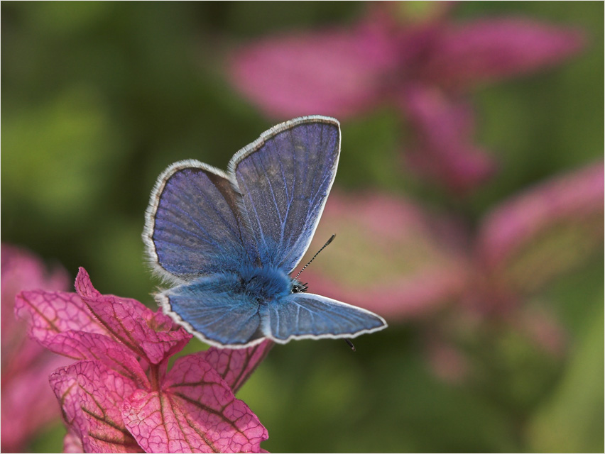 Sommerfarben : Bleu auf Rosé