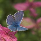 Sommerfarben : Bleu auf Rosé