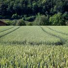 Sommerfarben der Natur 1