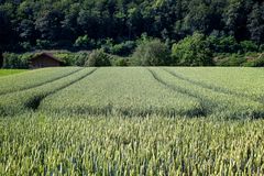 Sommerfarben der Natur 1