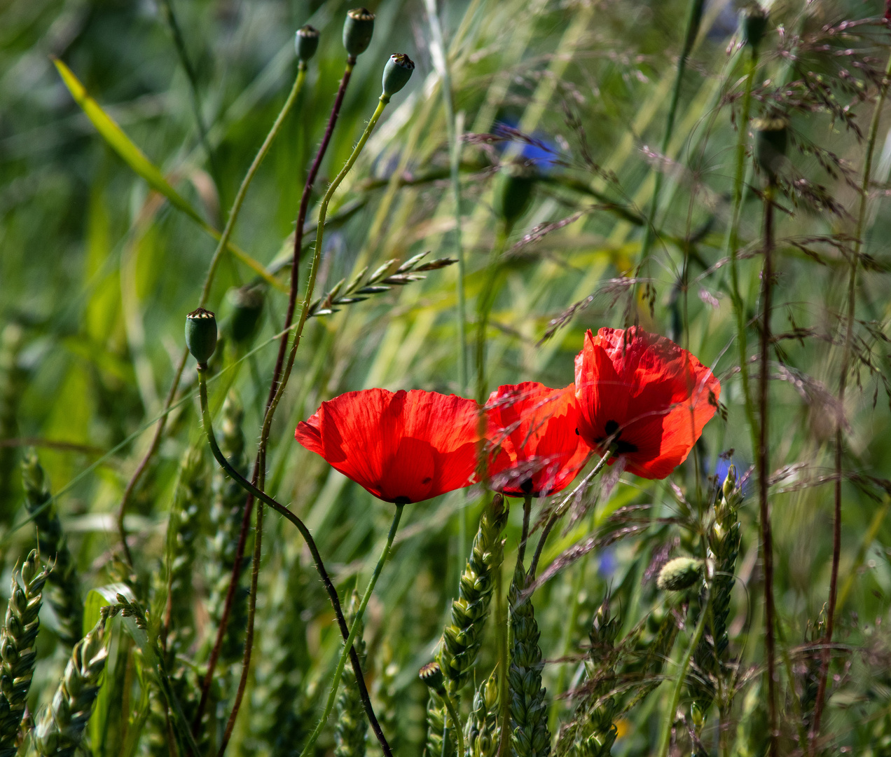 Sommerfarben der Natur 2