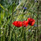 Sommerfarben der Natur 2