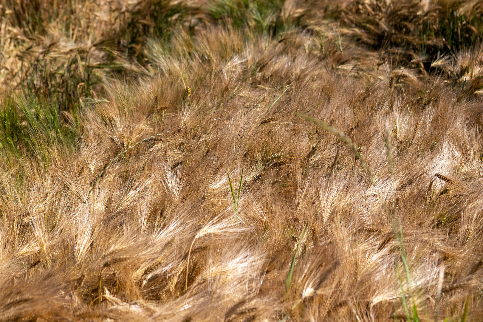 Sommerfarben der Natur 3