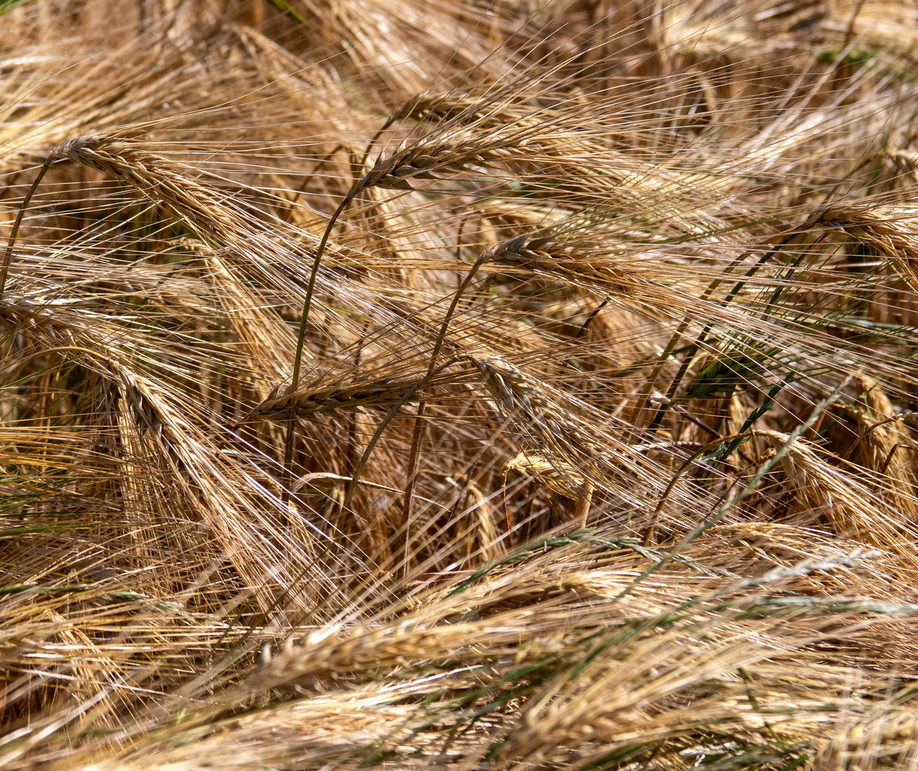 Sommerfarben der Natur 4