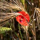 Sommerfarben der Natur 6