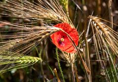 Sommerfarben der Natur 6