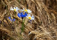 Sommerfarben der Natur 7