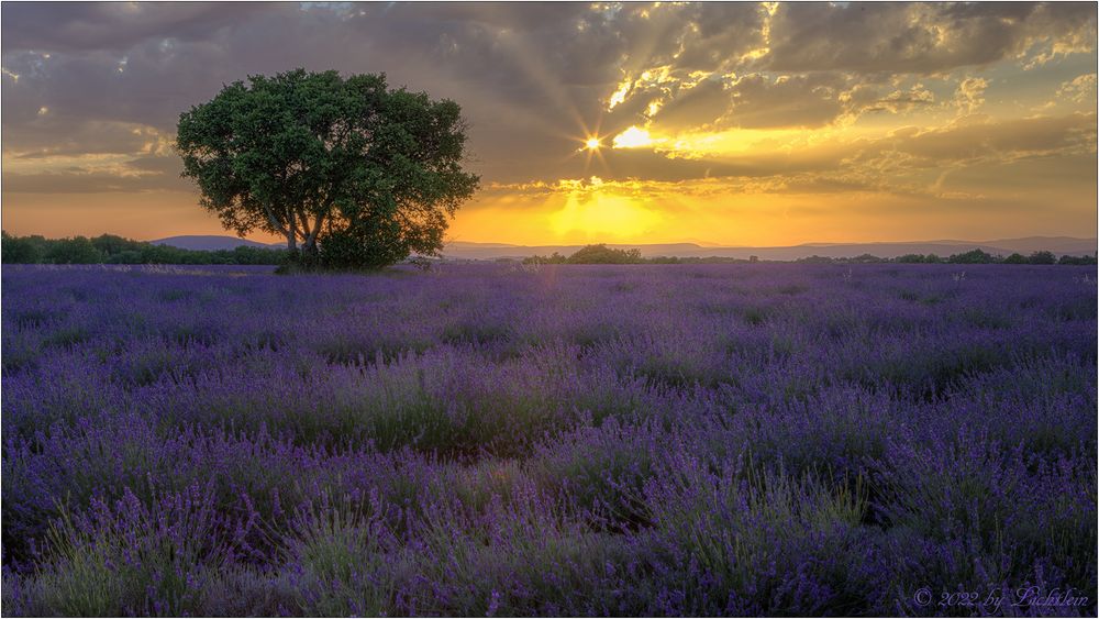 Sommerfarben der Provence